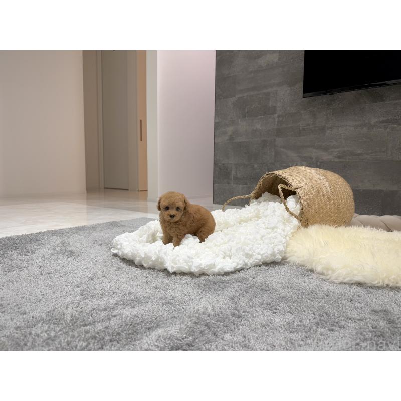 販売中の滋賀県のティーカッププードル-436253の5枚目