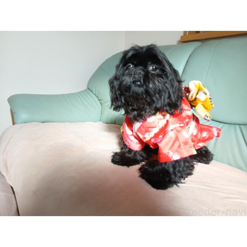 販売中の愛媛県のシーズー-432460の4枚目