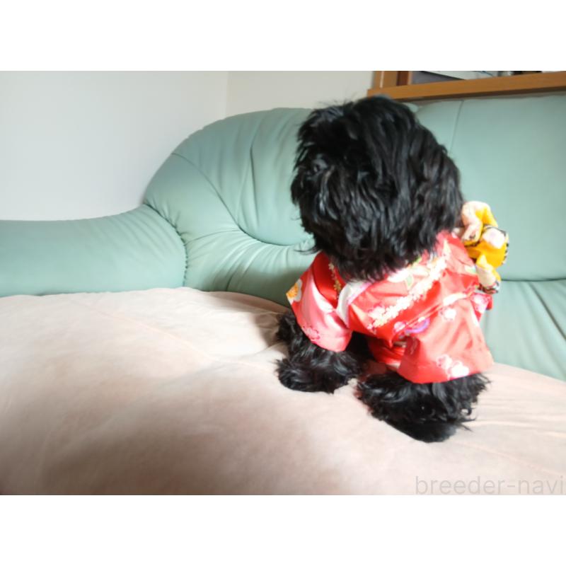 販売中の愛媛県のシーズー-432460の3枚目