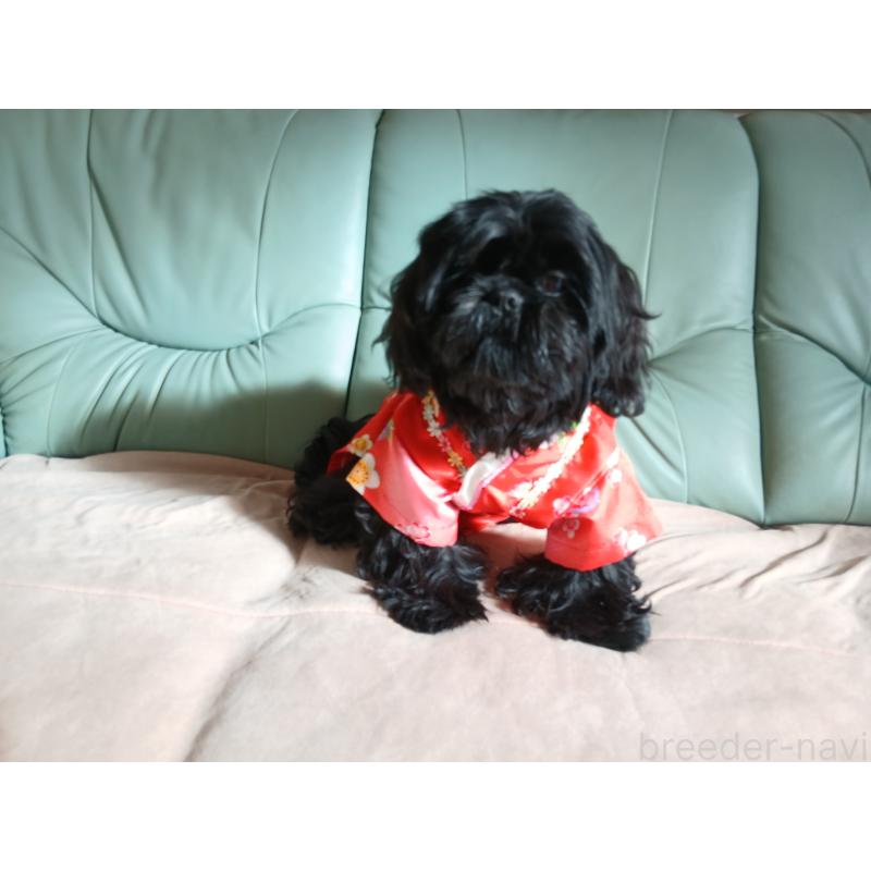 販売中の愛媛県のシーズー-432460の2枚目