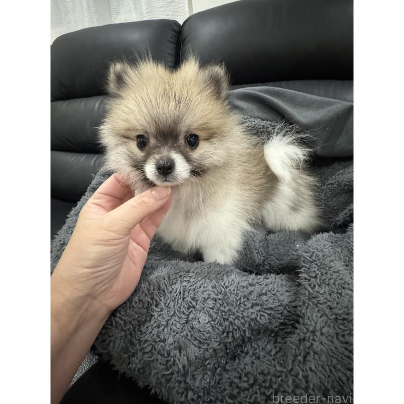 販売中の埼玉県のポメラニアン-426917