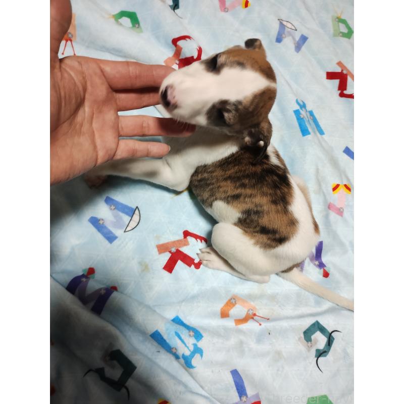 販売中の広島県のウィペット-436043の4枚目