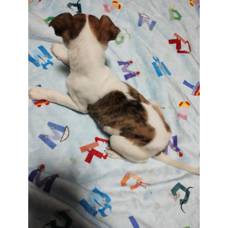 販売中の広島県のウィペット-436043の3枚目