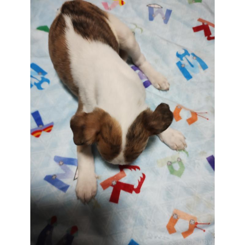 販売中の広島県のウィペット-436043の2枚目