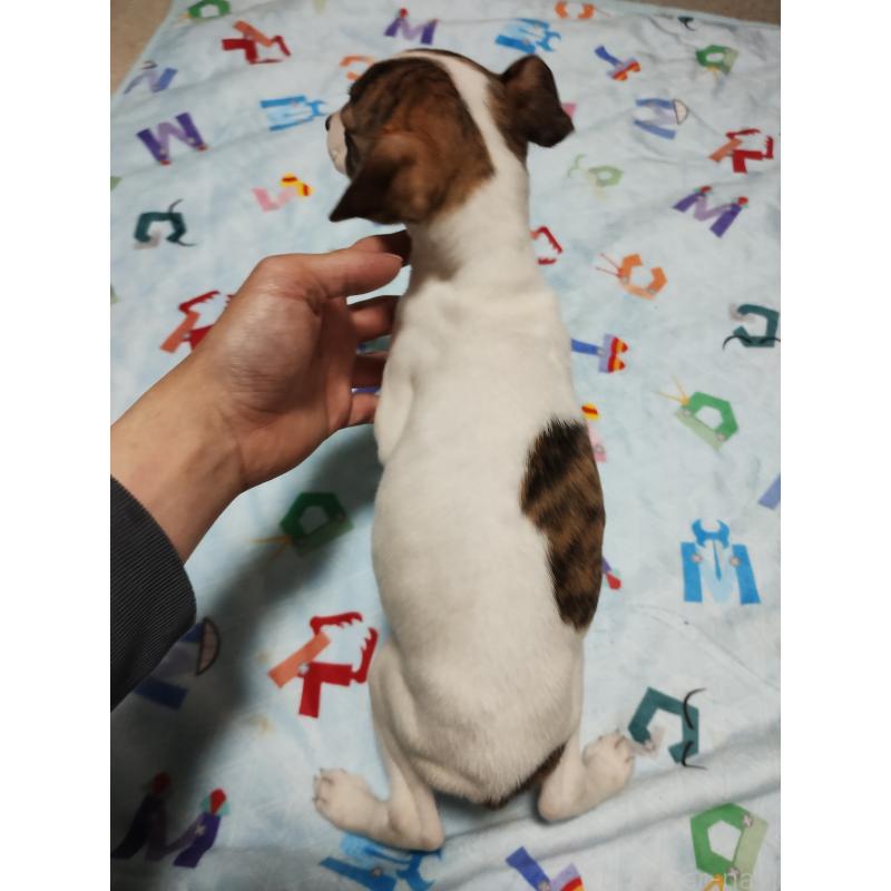 販売中の広島県のウィペット-436044の4枚目