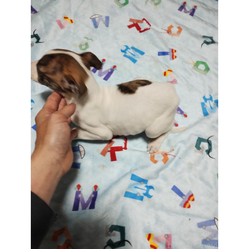 販売中の広島県のウィペット-436044の2枚目