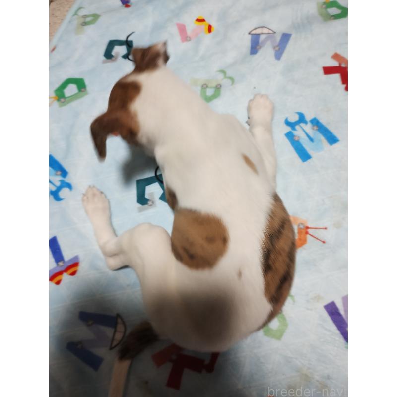 販売中の広島県のウィペット-436046の3枚目