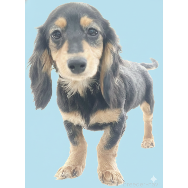 販売中の兵庫県のカニンヘンダックスフンド(ロングヘアード)-436049の1枚目