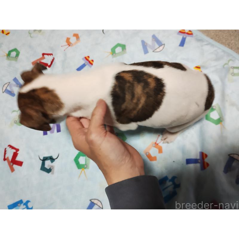 販売中の広島県のウィペット-436048の4枚目