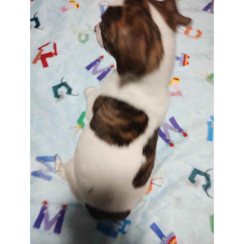 販売中の広島県のウィペット-436048の3枚目