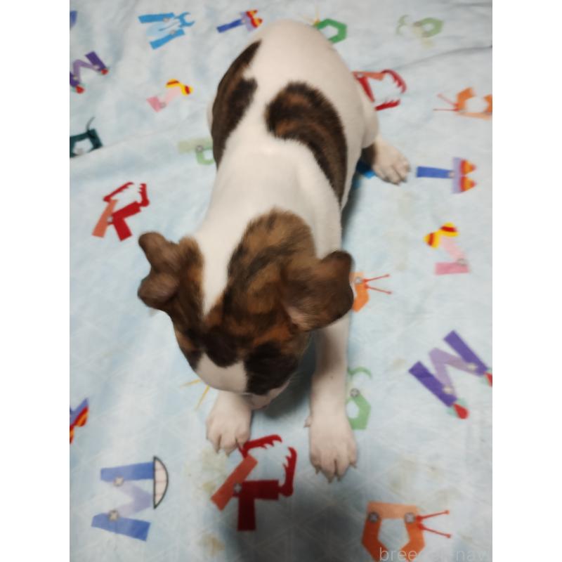 販売中の広島県のウィペット-436048の2枚目