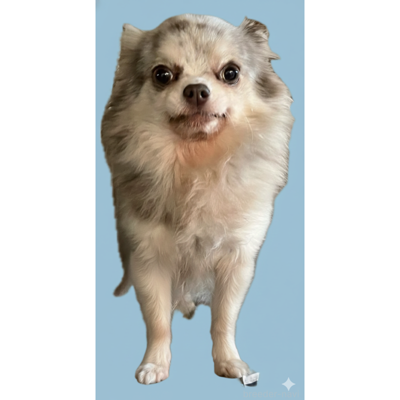 販売中の兵庫県のチワワ(ロングコート)-436050