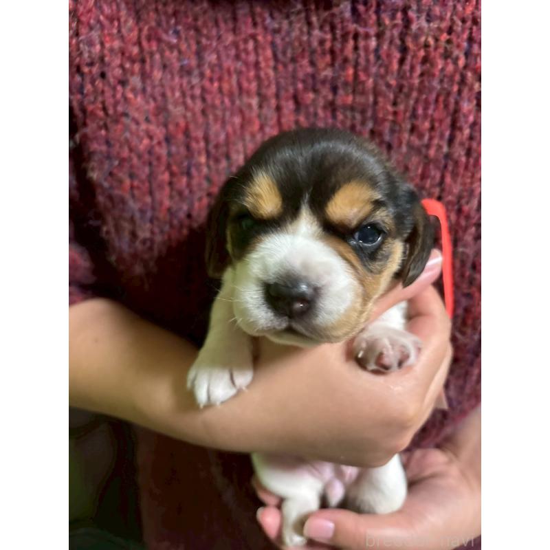 販売中の栃木県のビーグル-436052の3枚目