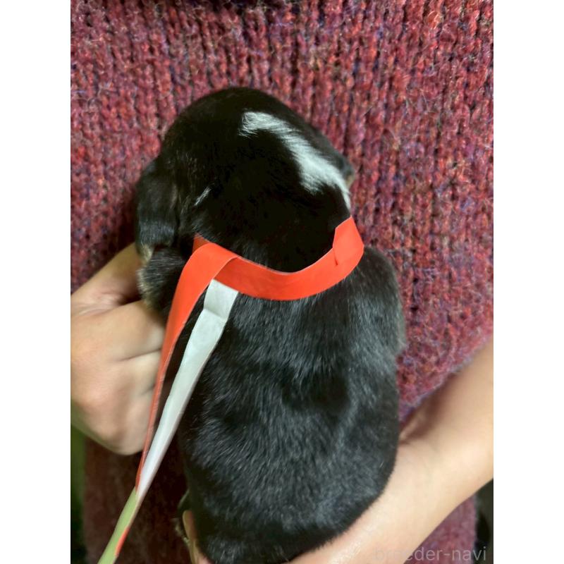 販売中の栃木県のビーグル-436052の2枚目