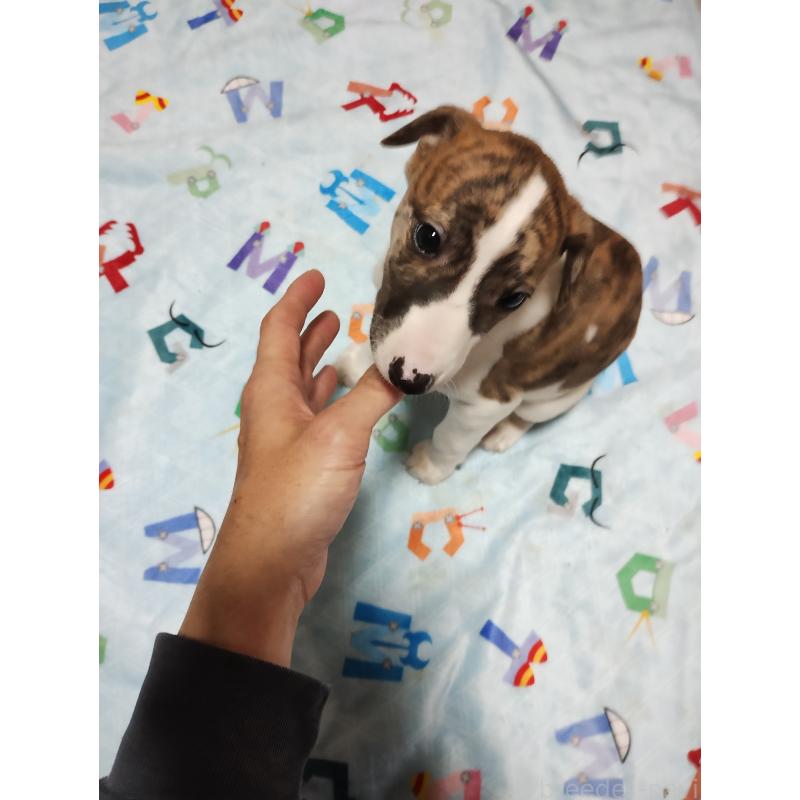 販売中の広島県のウィペット-436051の4枚目