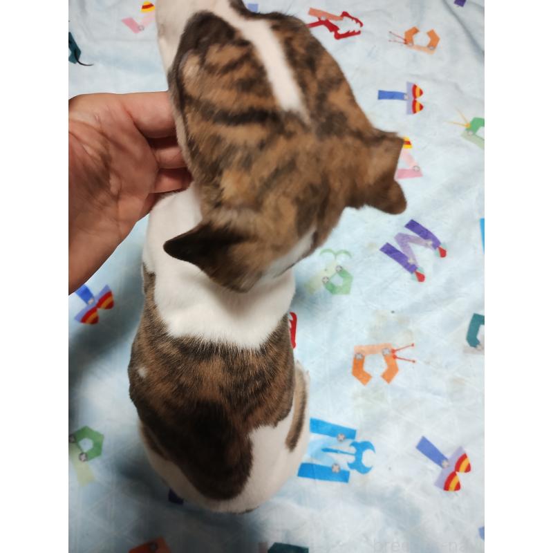 販売中の広島県のウィペット-436051の3枚目