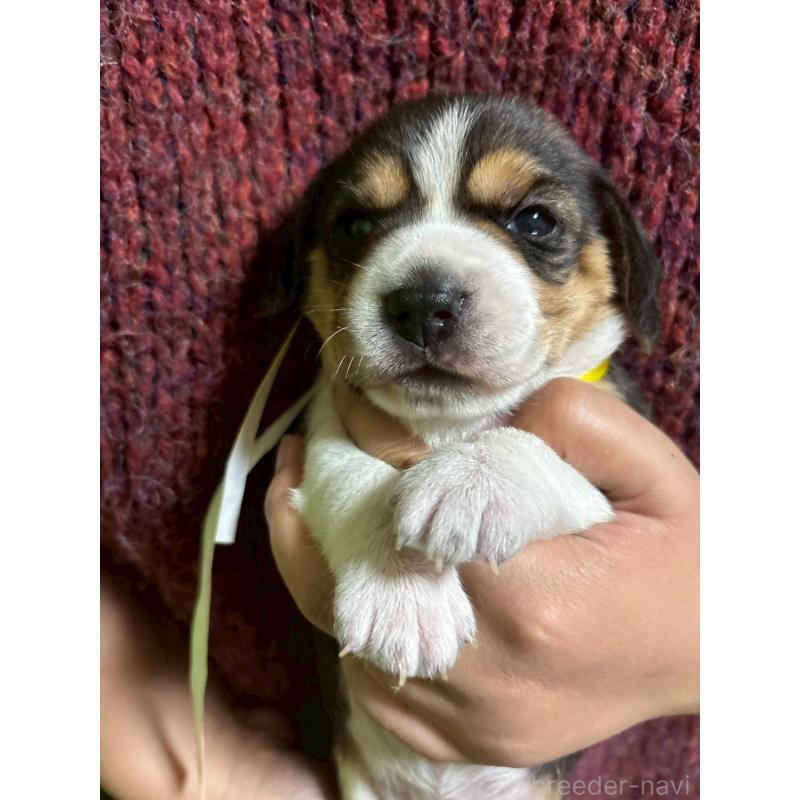 販売中の栃木県のビーグル-436053の4枚目