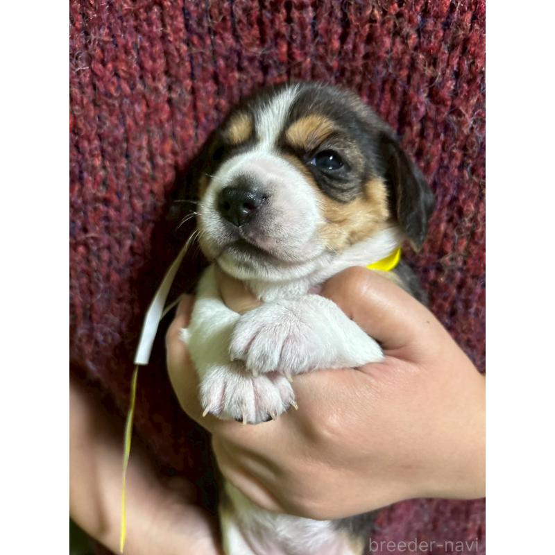 販売中の栃木県のビーグル-436053の3枚目