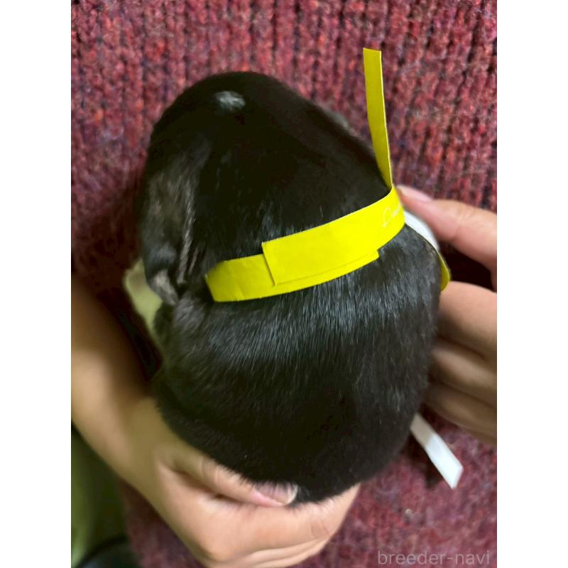 販売中の栃木県のビーグル-436053の2枚目