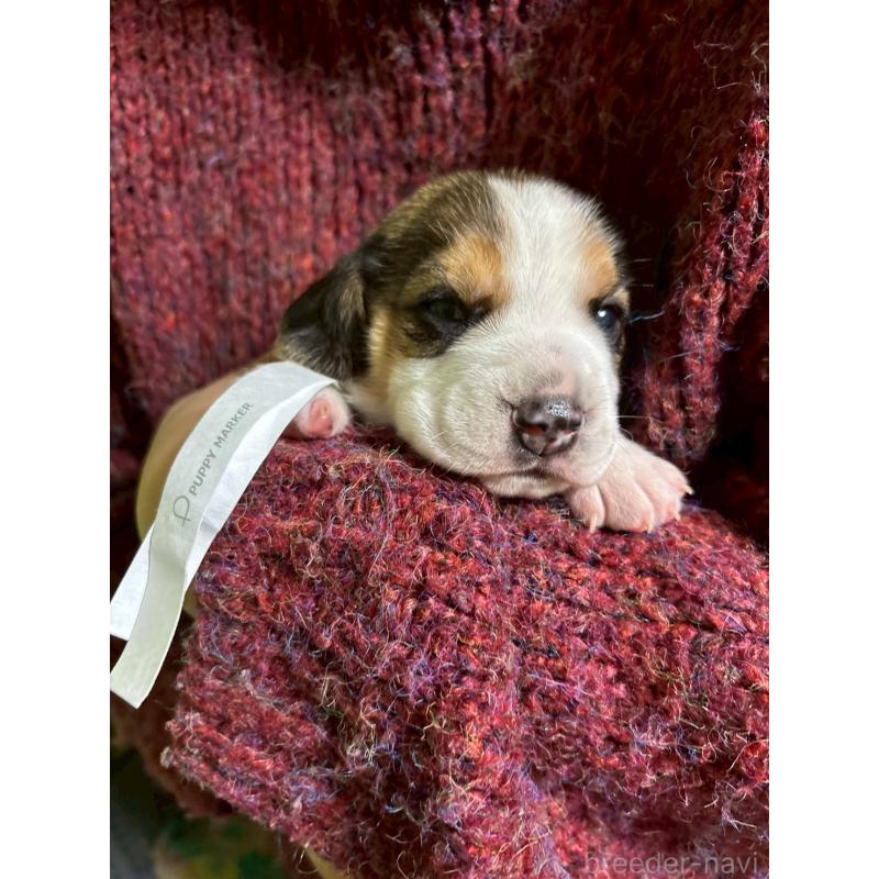 販売中の栃木県のビーグル-436054の4枚目