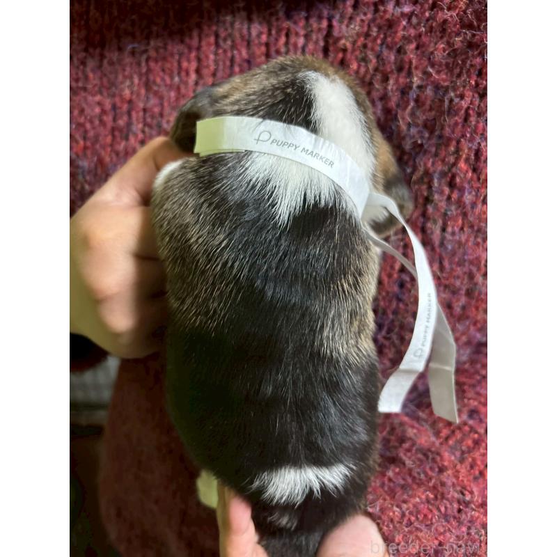 販売中の栃木県のビーグル-436054の2枚目