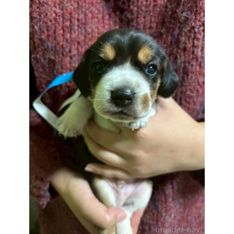 販売中の栃木県のビーグル-436055の3枚目