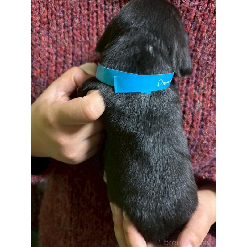 販売中の栃木県のビーグル-436055の2枚目