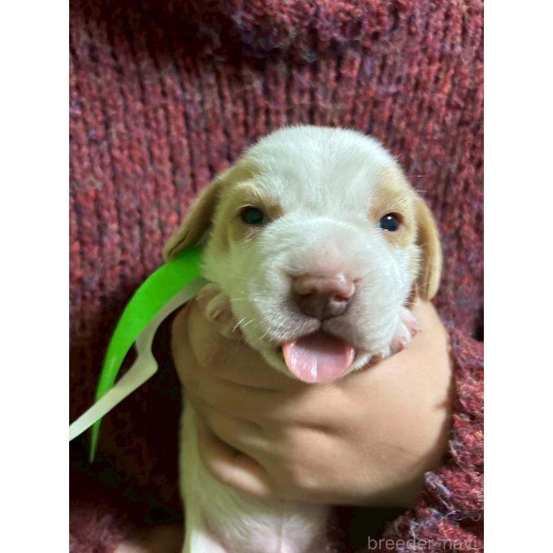 販売中の栃木県のビーグル-436057の3枚目