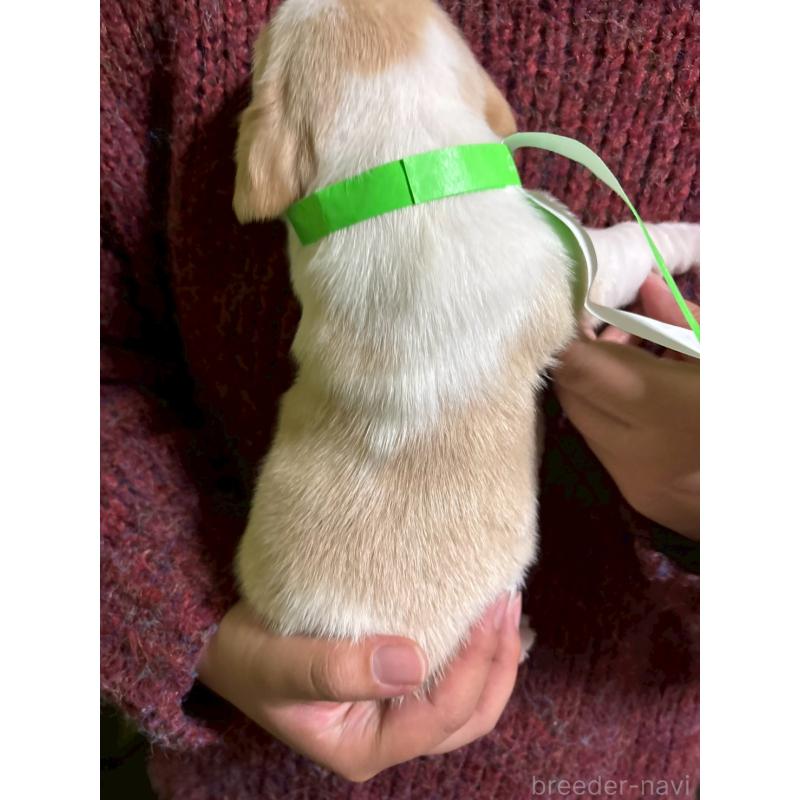 販売中の栃木県のビーグル-436057の2枚目