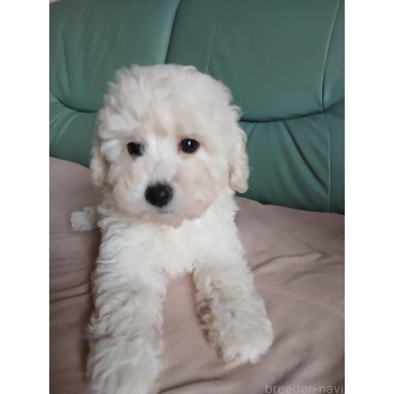販売中の愛媛県のタイニープードル-436056の3枚目