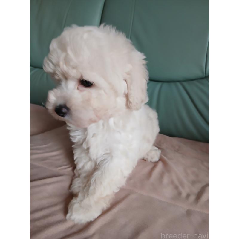販売中の愛媛県のタイニープードル-436056の2枚目