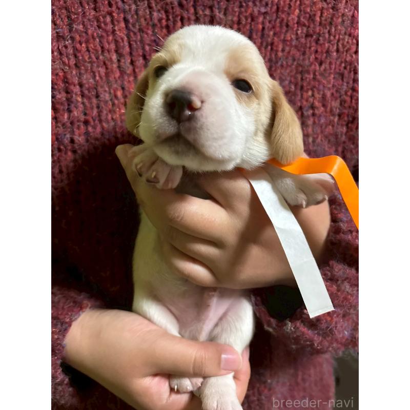 販売中の栃木県のビーグル-436059の3枚目