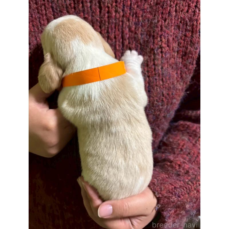 販売中の栃木県のビーグル-436059の2枚目