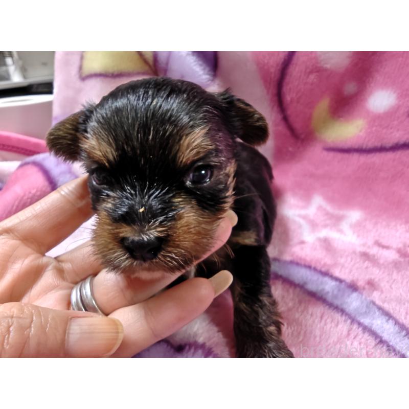 成約済の神奈川県のヨークシャーテリア-432885の2枚目