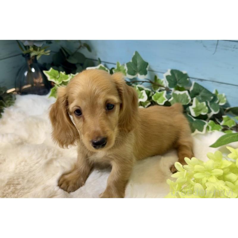 販売中の埼玉県のミニチュアダックスフンド(ロングヘアード)-436061の18枚目