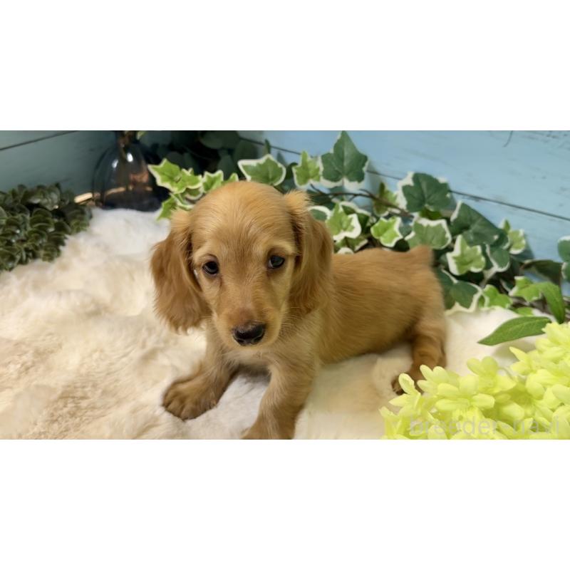 販売中の埼玉県のミニチュアダックスフンド(ロングヘアード)-436061の17枚目