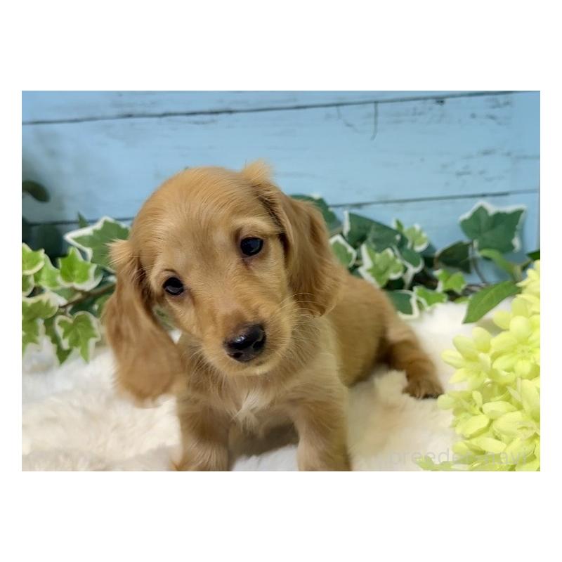 販売中の埼玉県のミニチュアダックスフンド(ロングヘアード)-436061の16枚目