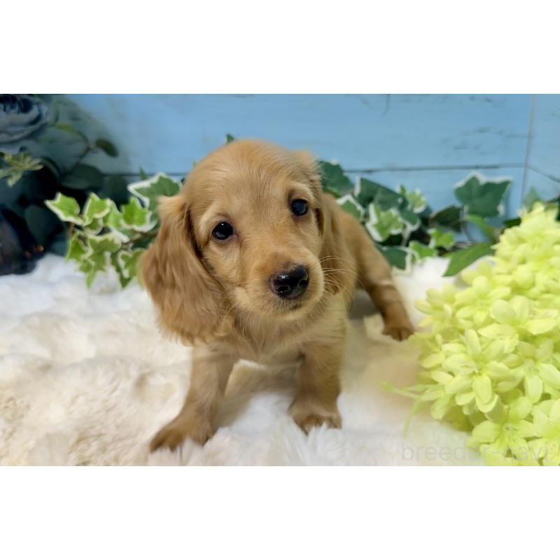 販売中の埼玉県のミニチュアダックスフンド(ロングヘアード)-436061の15枚目