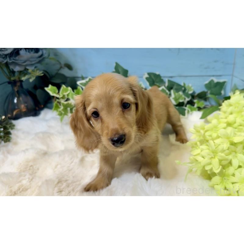 販売中の埼玉県のミニチュアダックスフンド(ロングヘアード)-436061の13枚目