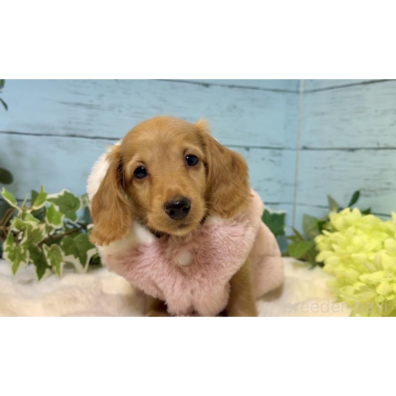 販売中の埼玉県のミニチュアダックスフンド(ロングヘアード)-436061の12枚目