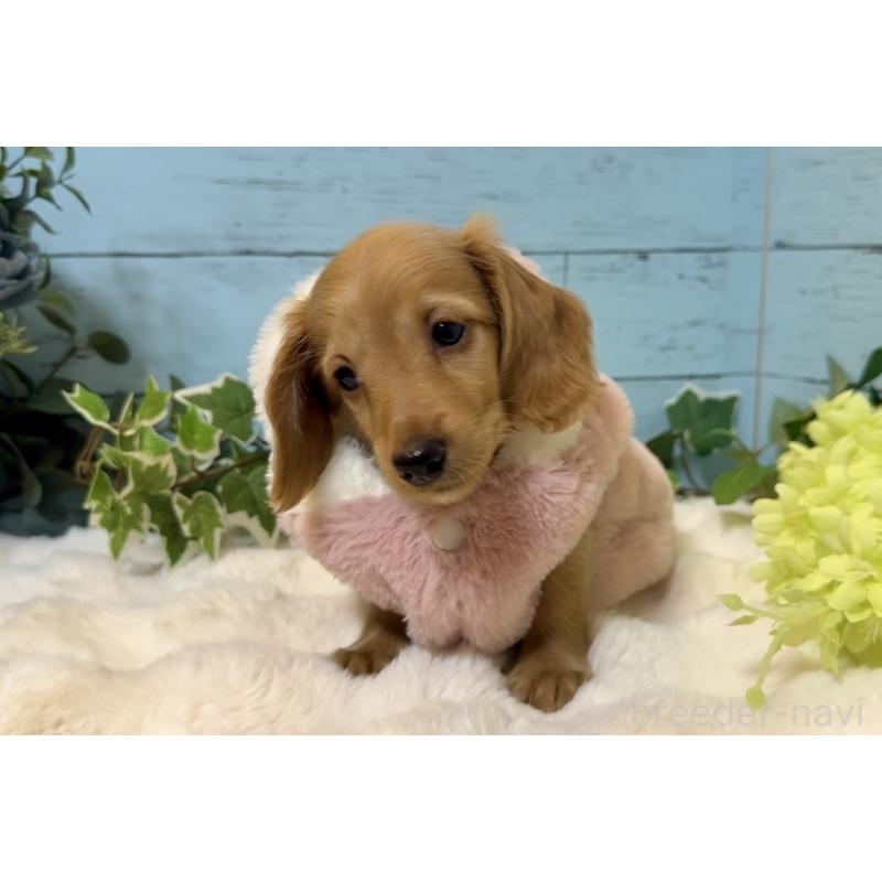 販売中の埼玉県のミニチュアダックスフンド(ロングヘアード)-436061の11枚目