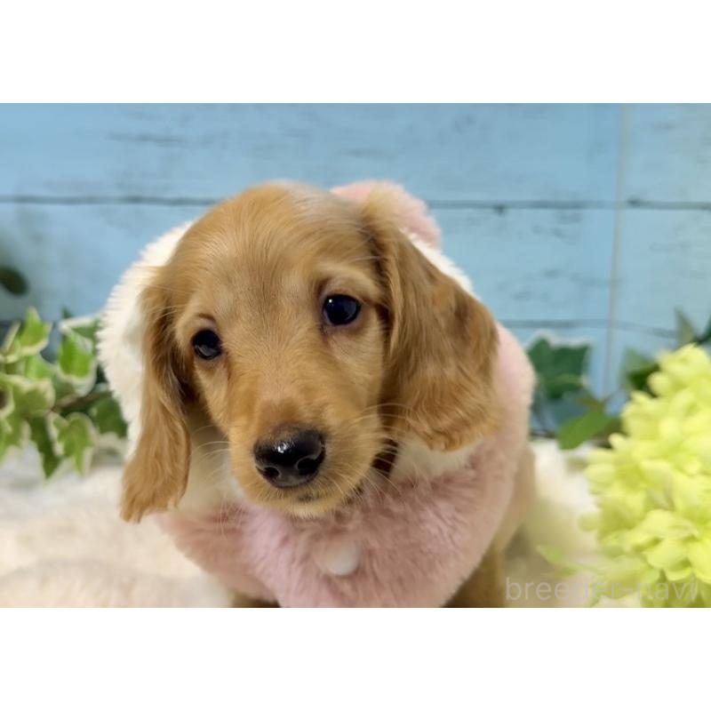 販売中の埼玉県のミニチュアダックスフンド(ロングヘアード)-436061の10枚目