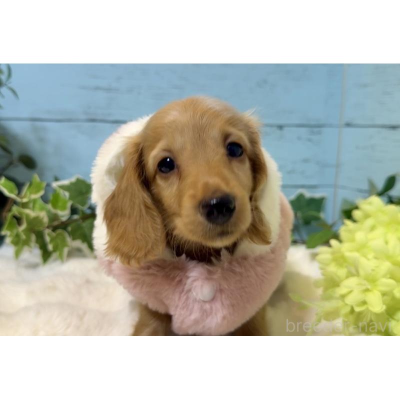 販売中の埼玉県のミニチュアダックスフンド(ロングヘアード)-436061の9枚目