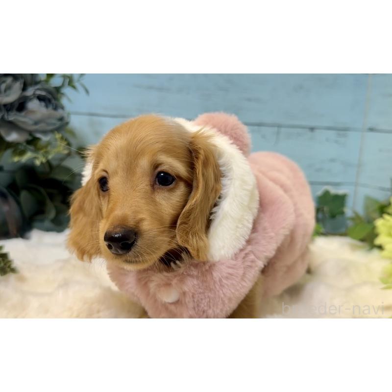 販売中の埼玉県のミニチュアダックスフンド(ロングヘアード)-436061の8枚目