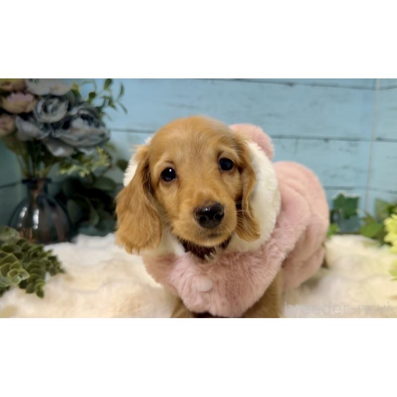 販売中の埼玉県のミニチュアダックスフンド(ロングヘアード)-436061の7枚目