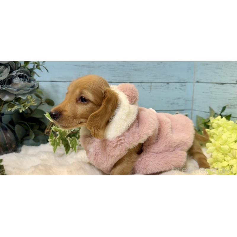 販売中の埼玉県のミニチュアダックスフンド(ロングヘアード)-436061の6枚目