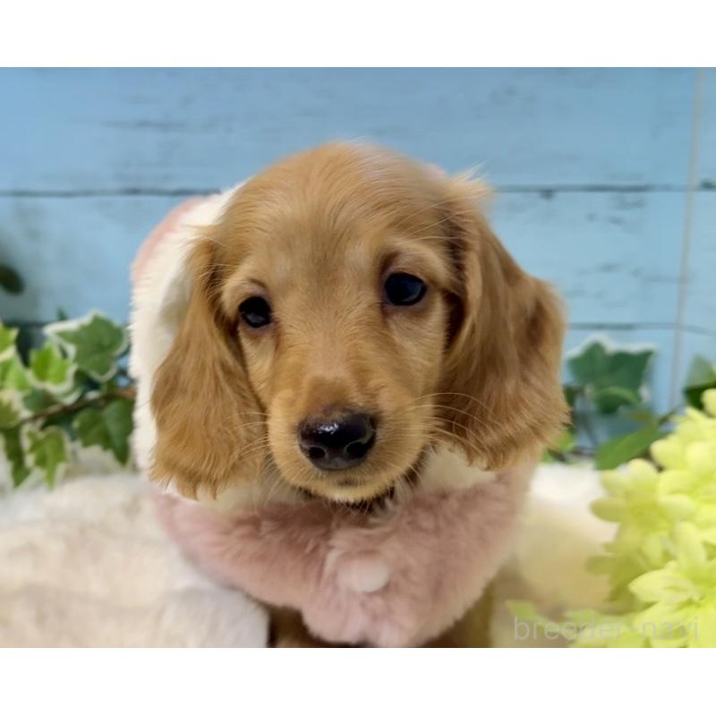 販売中の埼玉県のミニチュアダックスフンド(ロングヘアード)-436061の5枚目