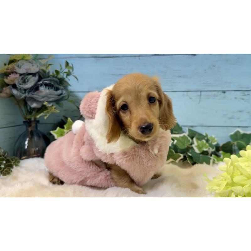 販売中の埼玉県のミニチュアダックスフンド(ロングヘアード)-436061の4枚目