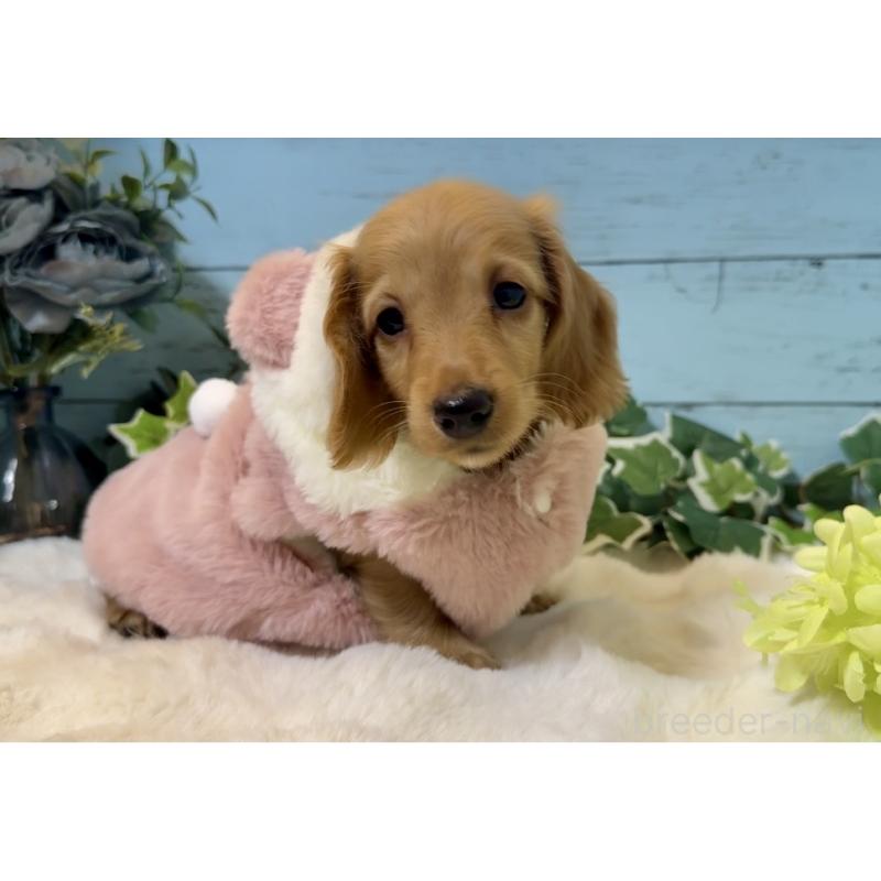 販売中の埼玉県のミニチュアダックスフンド(ロングヘアード)-436061の3枚目