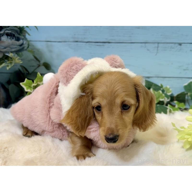 販売中の埼玉県のミニチュアダックスフンド(ロングヘアード)-436061の2枚目